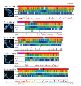 Arabiopsis chromosone sequence Source: Analysis of the genome sequence of the flowering plant Arabidopsis thaliana, Journal of Nature, December 14, 2000