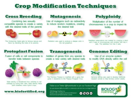 GMOs vs Mutagenesis Plant Breeding 2