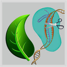 gene editing of plants