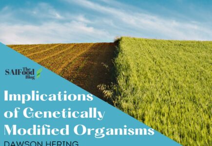 Implications of Genetically Modified Organisms