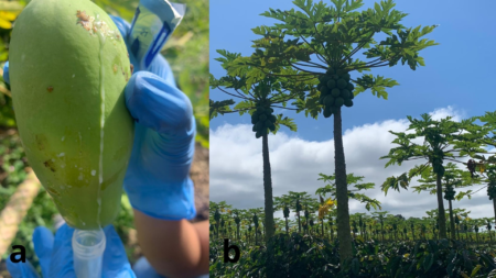 Battling Papaya Sticky Disease: Challenges and Strategies 2