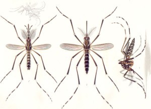 Aedes Aegypti. E. A. Goeldi (1905) Os Mosquitos no Pará. Memorias do Museu Goeldi. Pará, Brazil.