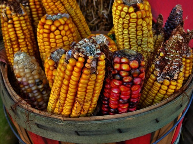 Corn a hybrid cultivar