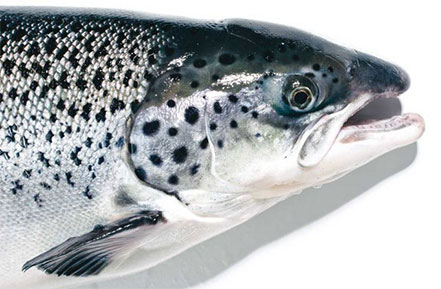 GM Salmon + AquaBounty