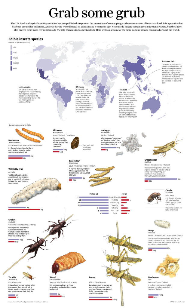 edible insects and the unfao