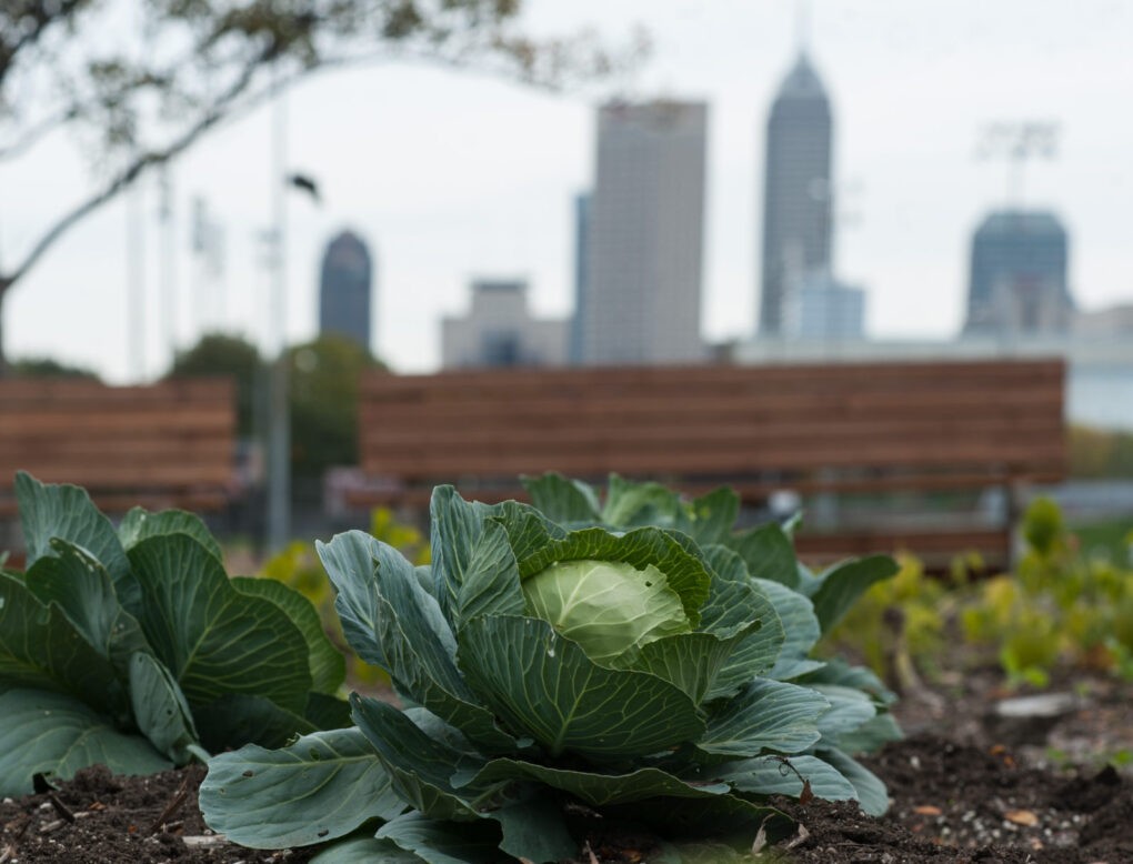 Growing the Urban Garden