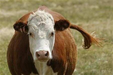 Animal Welfare of Cattle Across Canada