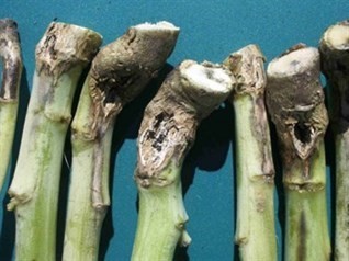 Interior of Canola Stem Infected with Blackleg