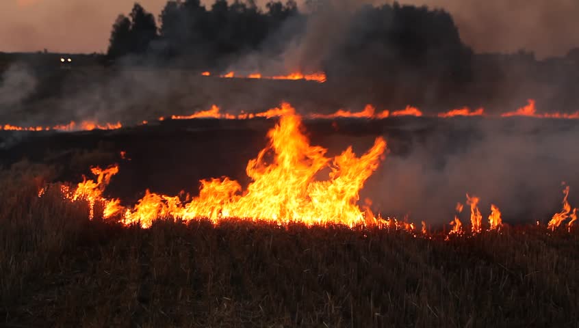 Burning flax straw in the field