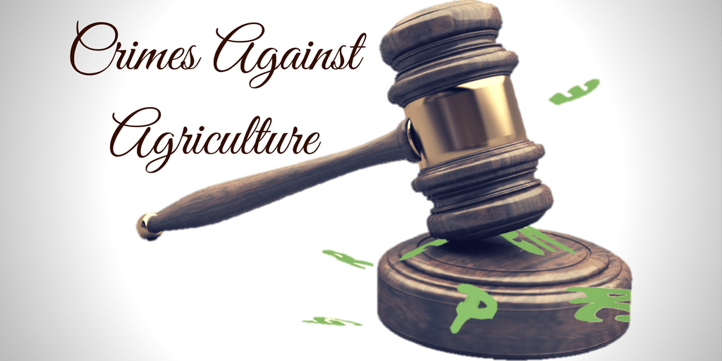 Indicting Greenpeace for Crimes Against Agriculture