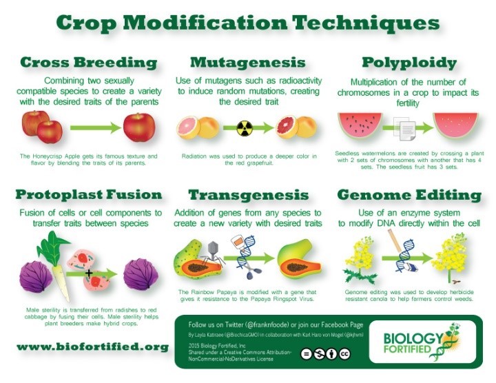 GMOs vs Mutagenesis Plant Breeding