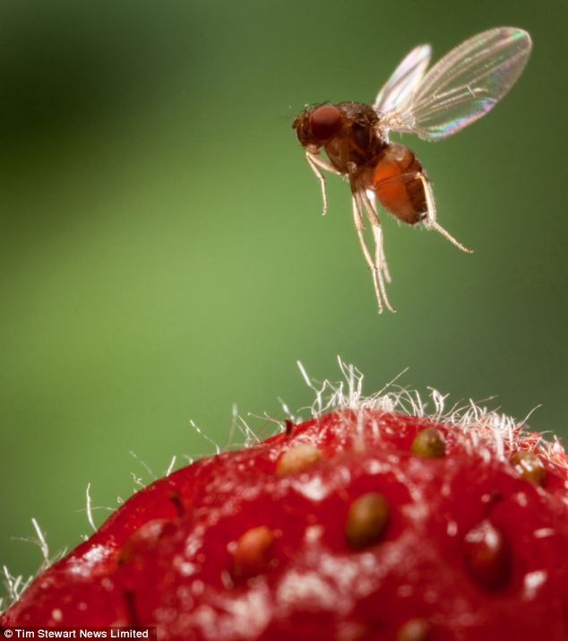 pests like the asian fruit fly can create devastating crop damage to horticulture