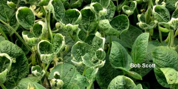The Good, The Bad, the Issue & Importance of Using Dicamba in Agriculture