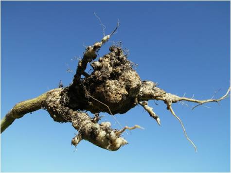 Becoming Club Root Resistant in Western Canada