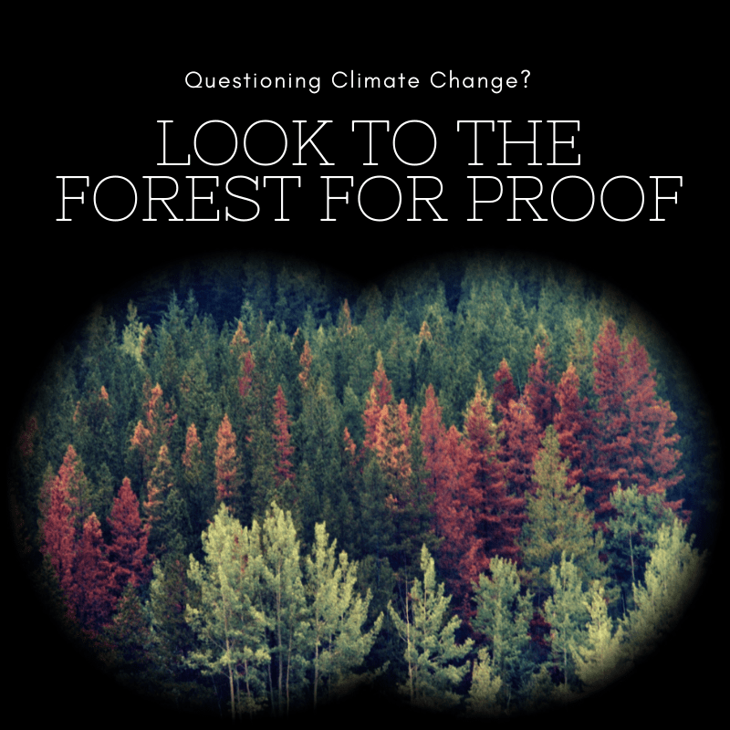 Questioning climate change? Look no further than the forest for proof