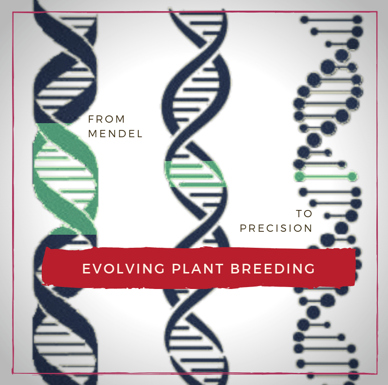 The evolution of plant breeding from punnet squares to precision