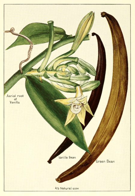 Vanilla plant and pods botanical sketch