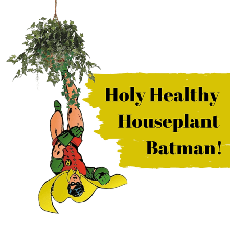 Holy healthy houseplant batman - GM plants