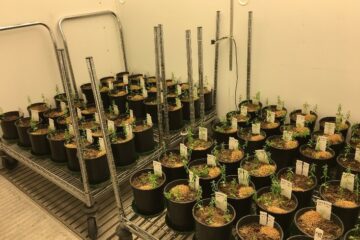 New Crop Varieties: The Journey from Lab to Field - Phytotron 4