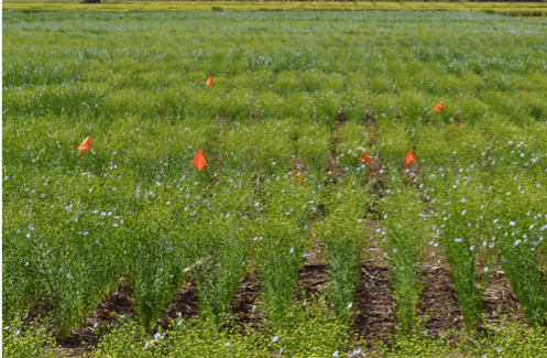 New Crop Varieties: The Journey from Lab to Field - Seeding 2