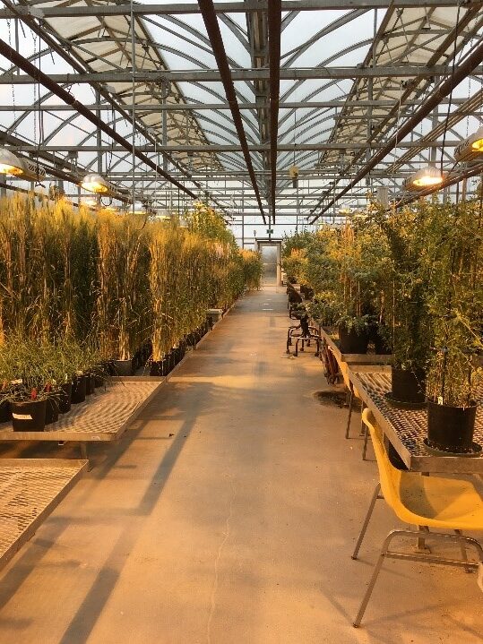 New Crop Varieties: The Journey from Lab to Field – Greenhouses