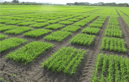 New Crop Varieties: The Journey from Lab to Field – Seeding