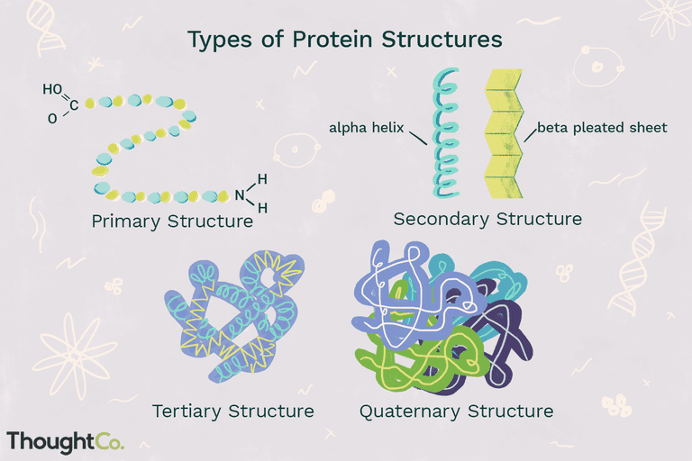 Proteins come in all shapes and sizes