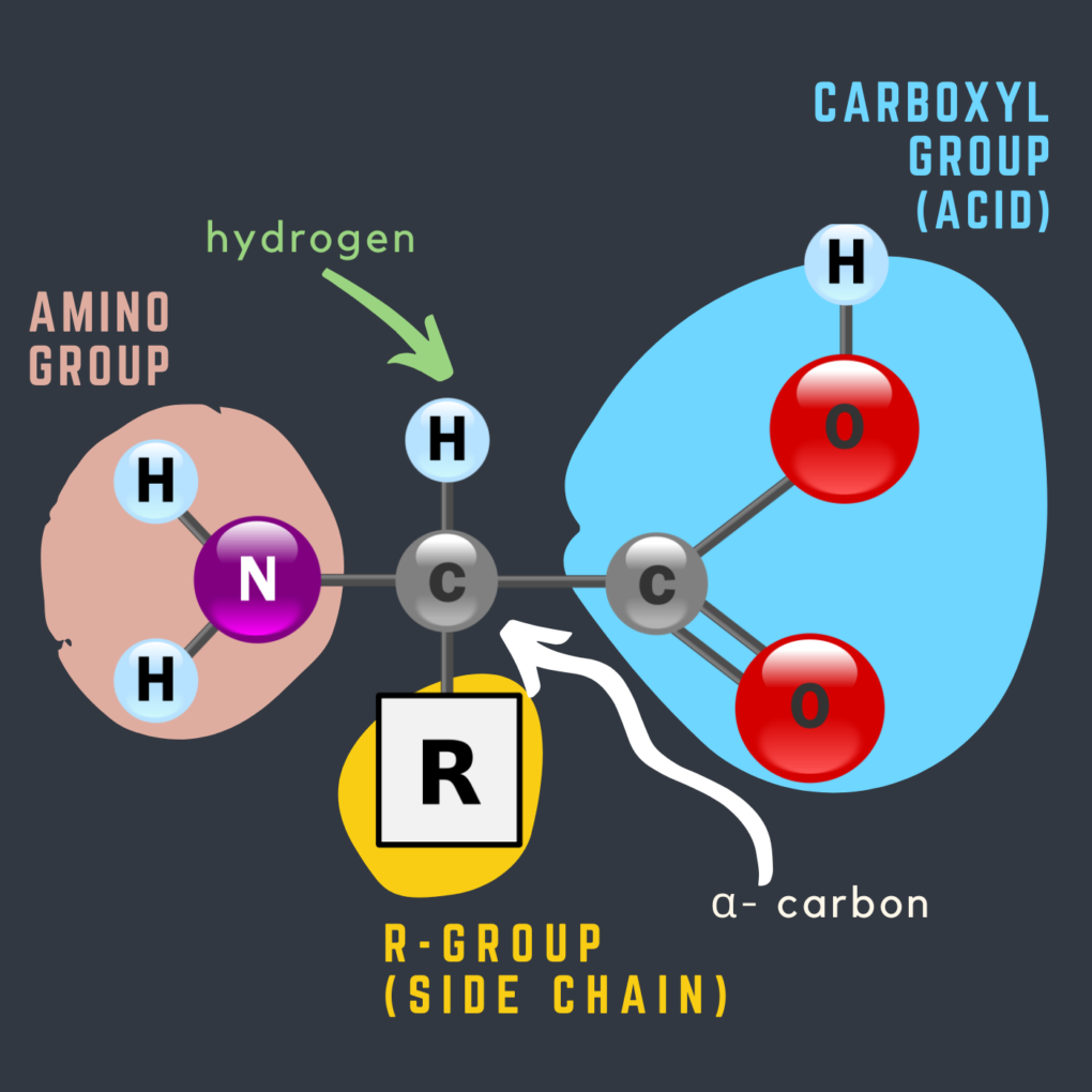 Amino Acids formation