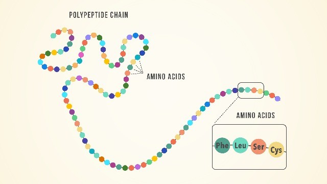 Starting At ‘A’ In Understanding Proteins: Amino Acids - SAIFood