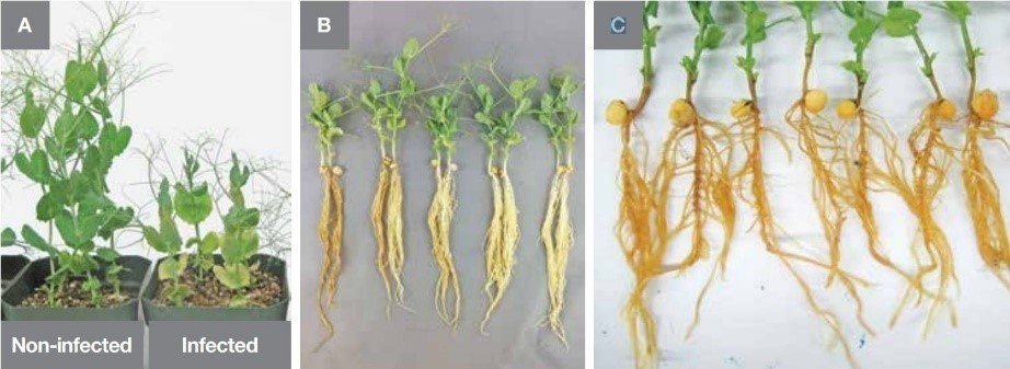 The effect of Aphanomyces root rot on a pulse crop. A: Stunting and yellowing of leaves. B and C: Caramel coloring of roots