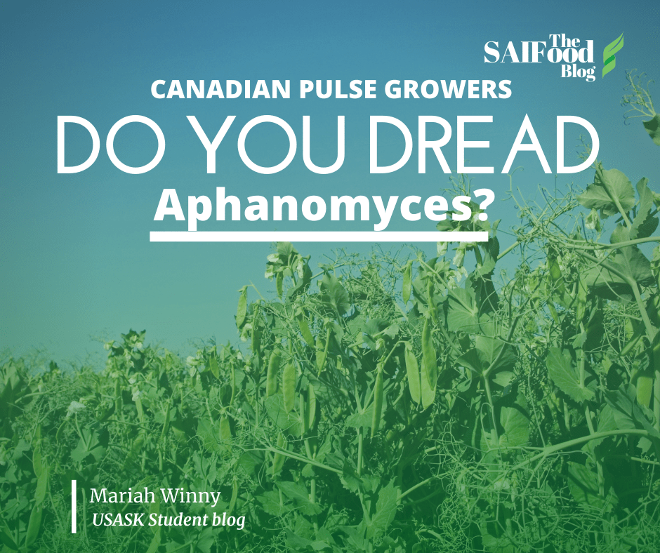 Aphanomyces impacts pulse crops