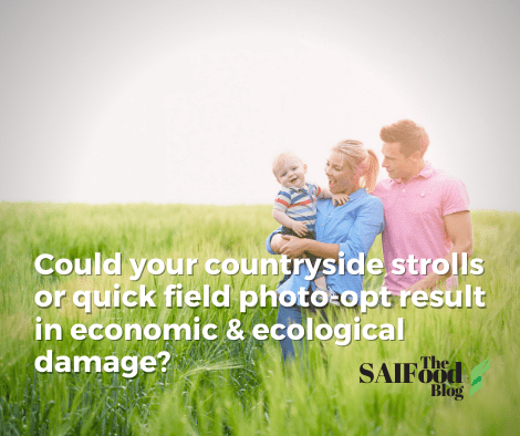 A couple and child standing in a field of green wheat getting family photos. Text that asks ' could your countryside strolls or quick field photo-opt result in economic & ecological damage?