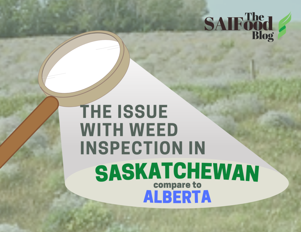 A field with a magnifine glass shining the text "The issue with weed inspection in Saskatchewan compared to Alberta"