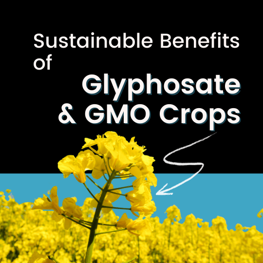 Black background with with a closeup of a canola plant and the title "sustainable benefits of glyophosate and gmo crops"