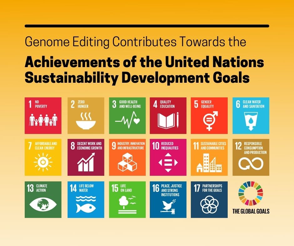 UN's 17 SDG tile icons