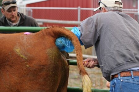 Should Commercial Beef Herds be Making Greater Use of Artificial Insemination? 1