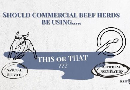 Should Commercial Beef Herds be Making Greater Use of Artificial Insemination?
