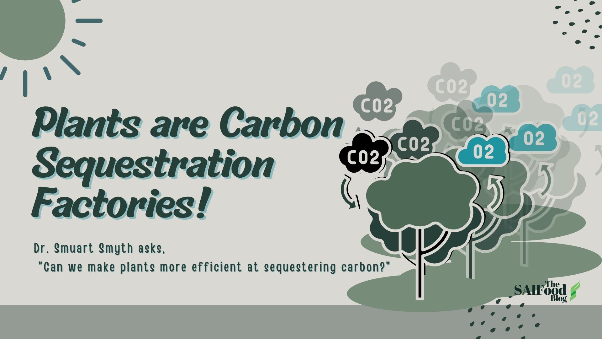 a forest of trees showing how they sequester carbon to produce oxygen