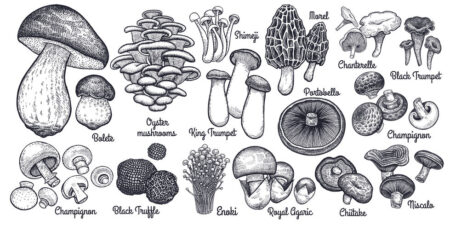 images of common edible mushrooms