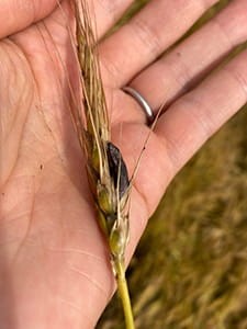 Head of wheat with ergot in the palm of hand.