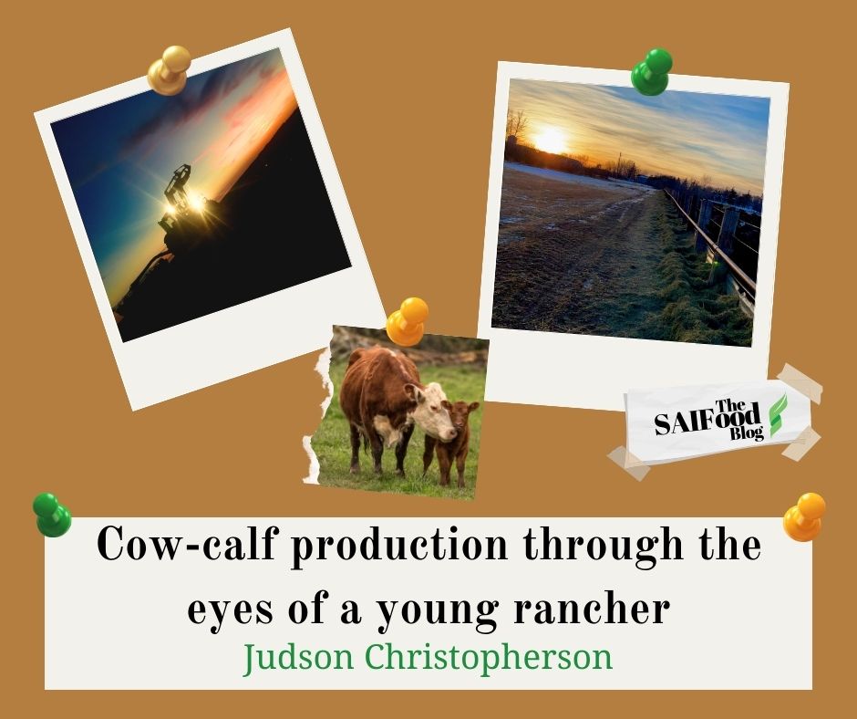 Cow-calf production through the eyes of a young rancher