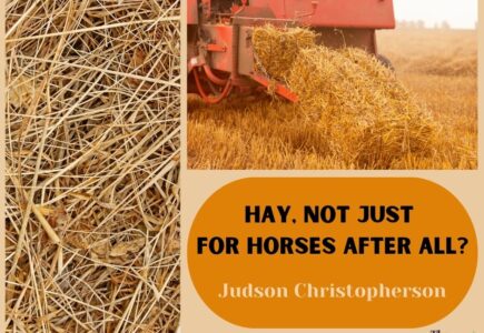 Hay, Not Just for Horses After All?