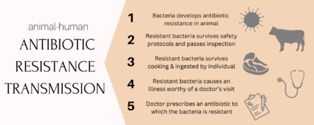 Animal-human antibiotic resistance transmission