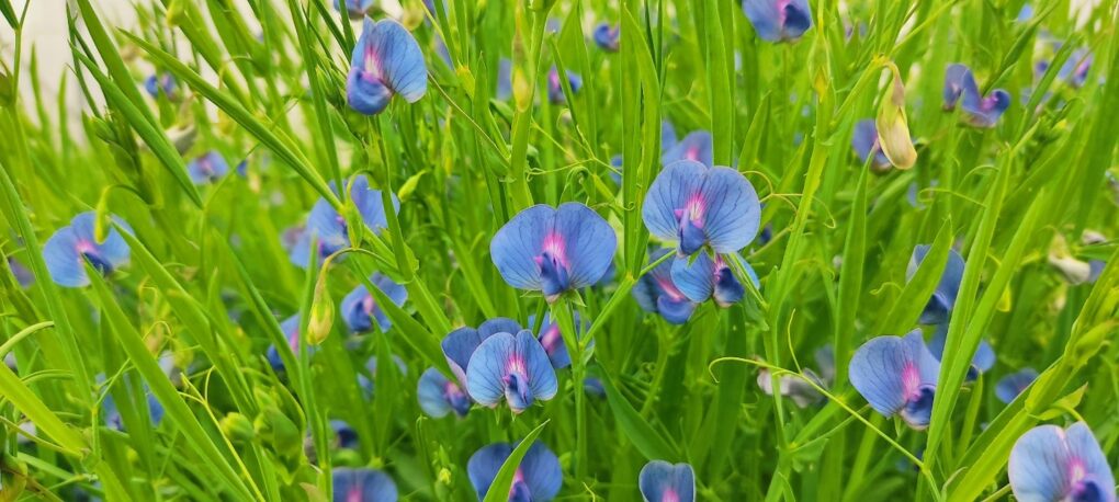 Blossoming field of blue and purple grasspea flowers