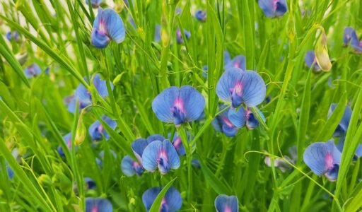 Blossoming field of blue and purple grasspea flowers