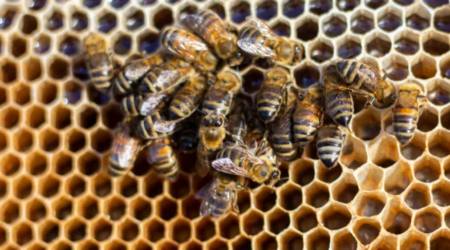 Bees: How Many Colonies Does Agriculture Hurt? 2