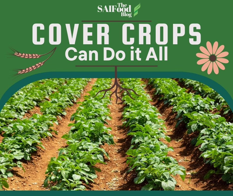 Cover crops can do it all