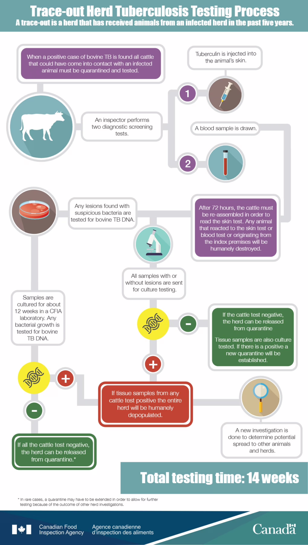 Flowchart of how trace-out tuberculosis testing happens in cattle, from week 1 to 14