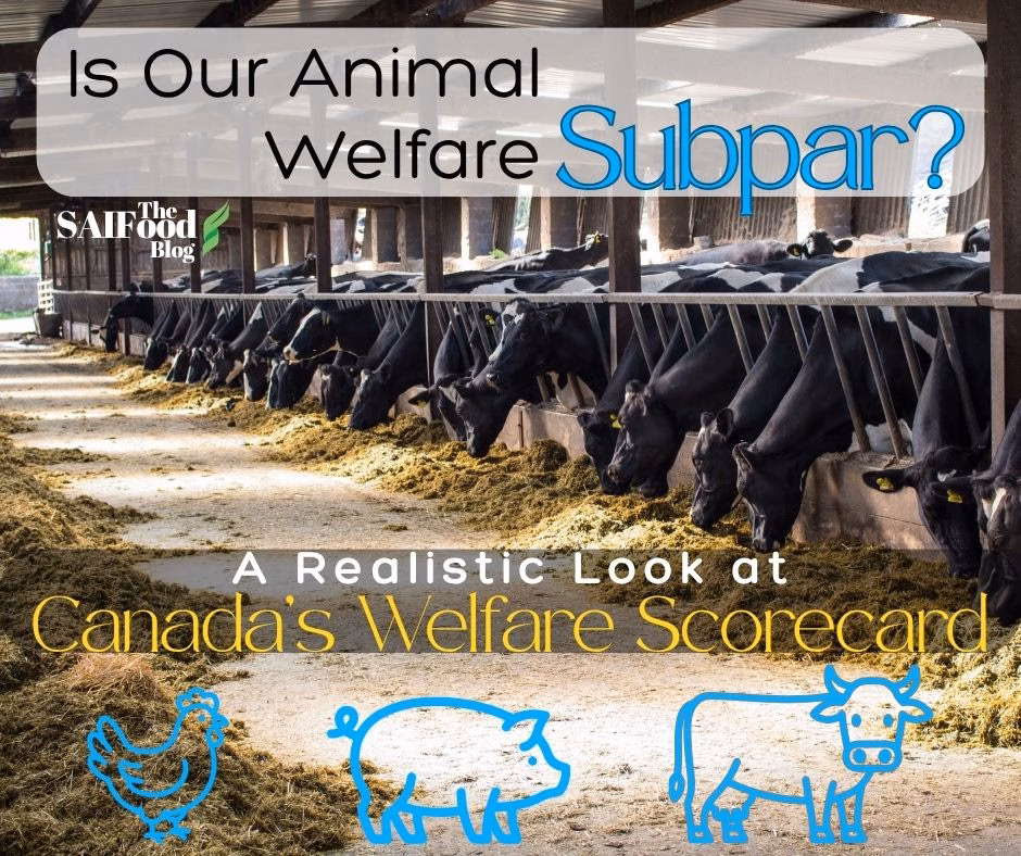 "Is our animal welfare subpar? A realistic look at Canada's welfare scorecard" printed in front of an image of grazing dairy cows
