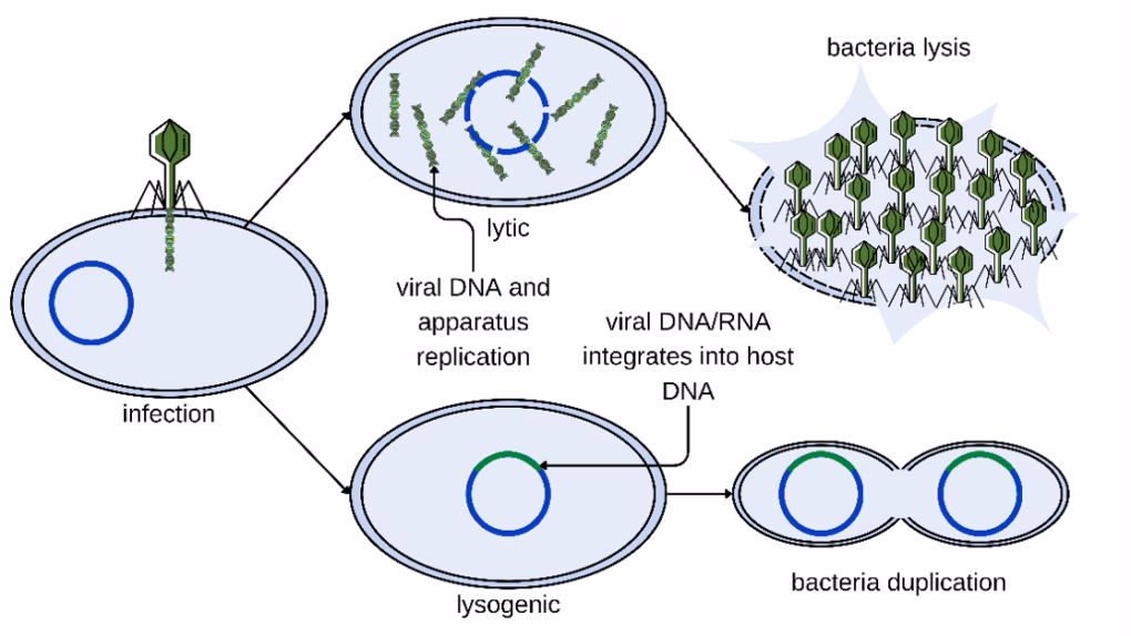 Lysogenic cycle